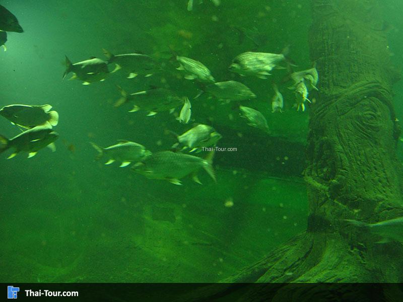 ปลาบึกน้ำจืด