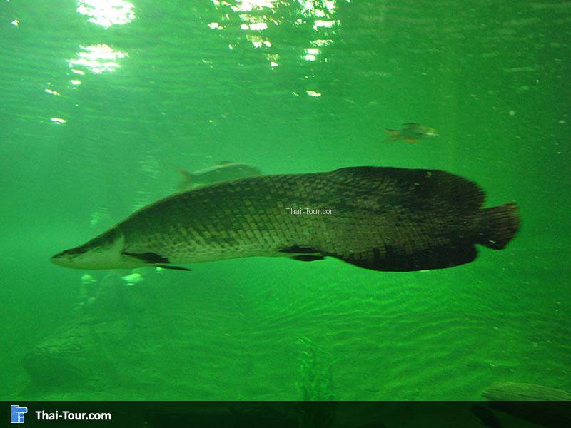 ปลาบึกน้ำจืด