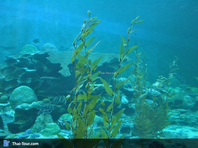 ปลาบึกน้ำจืด