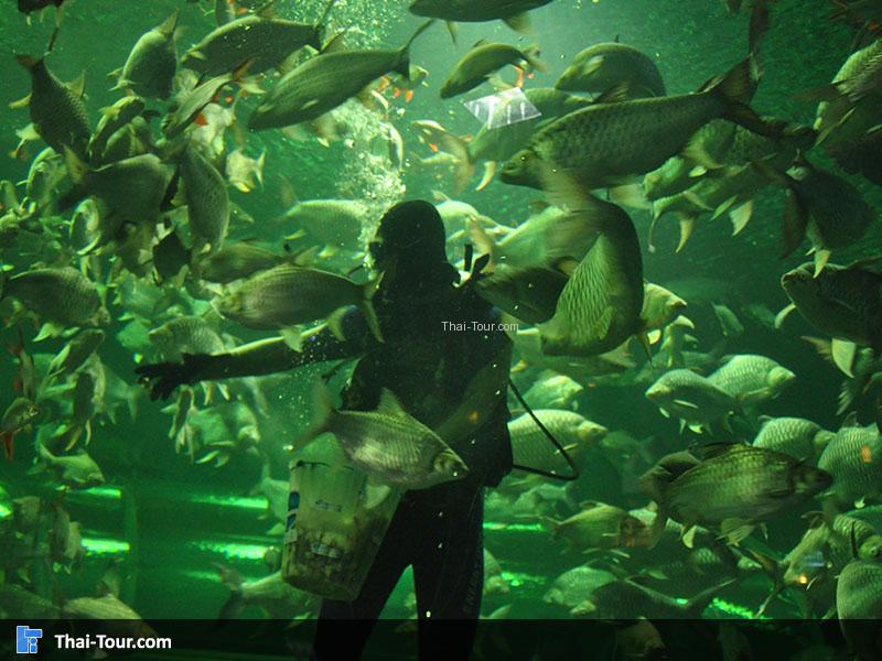 นักประดาน้ำให้อาหารปลา