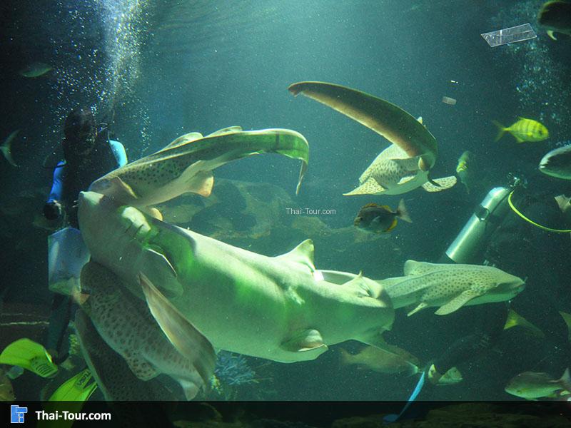 นักประดาน้ำให้อาหารปลา