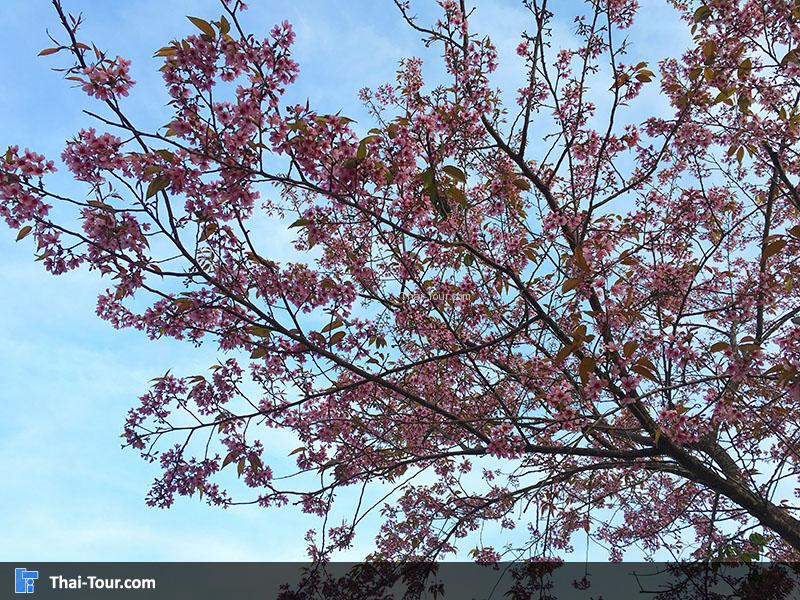 ต้นนางพญาเสือโคร่ง หรือซากุระเมืองไทย