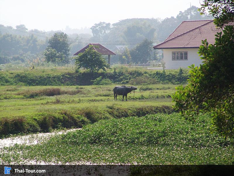 บรรยากาศริมน้ำ บ้านควายไทย
