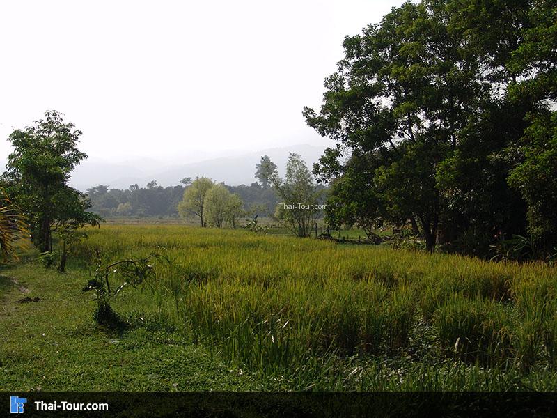 แปลงนาสาธิต