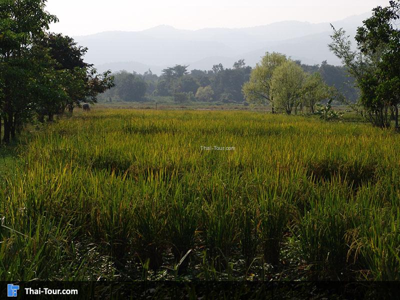 แปลงนาสาธิต