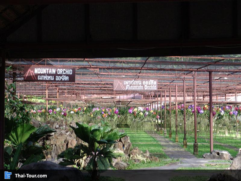 บริเวณภายในสวนกล้วยไม้ใน  เมาท์เทน ออร์คิด