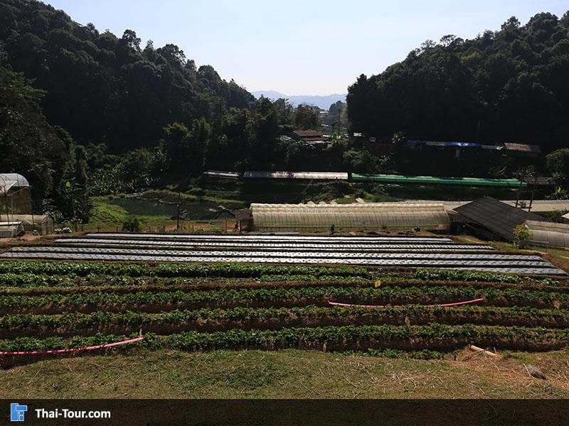 แปลงพัฒนาพืชผัก มูลนิธิโครงการหลวงหนองหอย