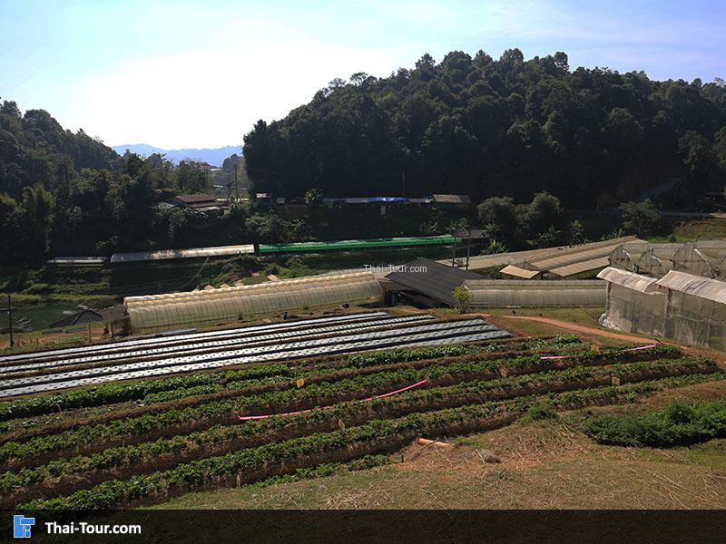 แปลงพัฒนาพืชผัก มูลนิธิโครงการหลวงหนองหอย