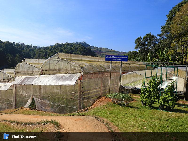 โครงการหลวงหนองหอย