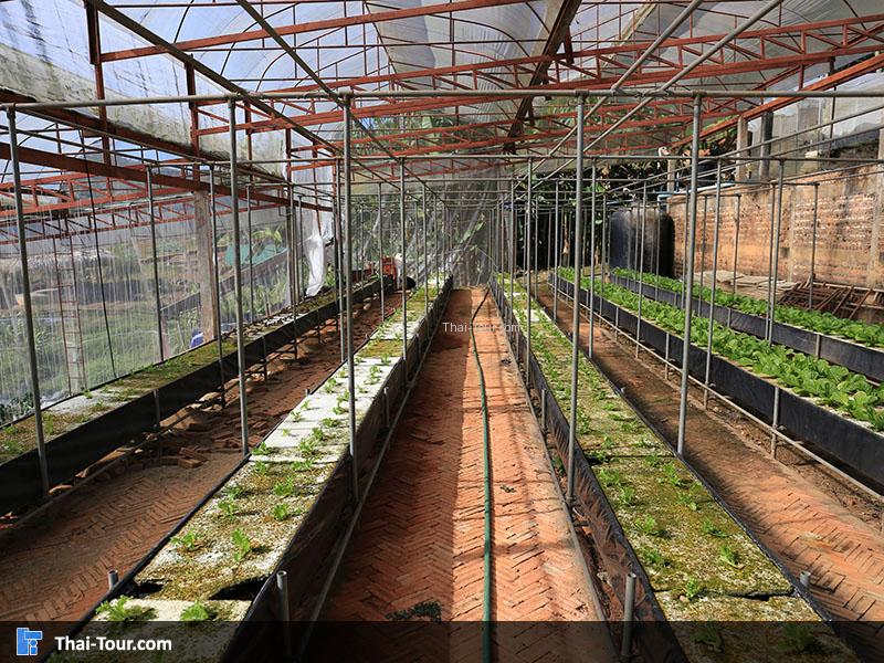 ปลูกผักในร่ม