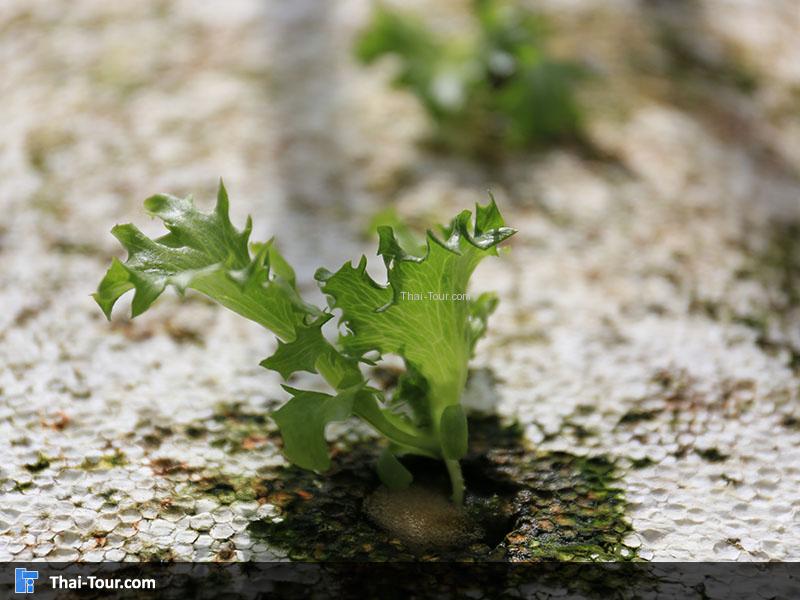 โครงการหลวงหนองหอย