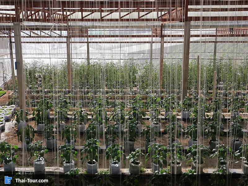 โครงการหลวงหนองหอย