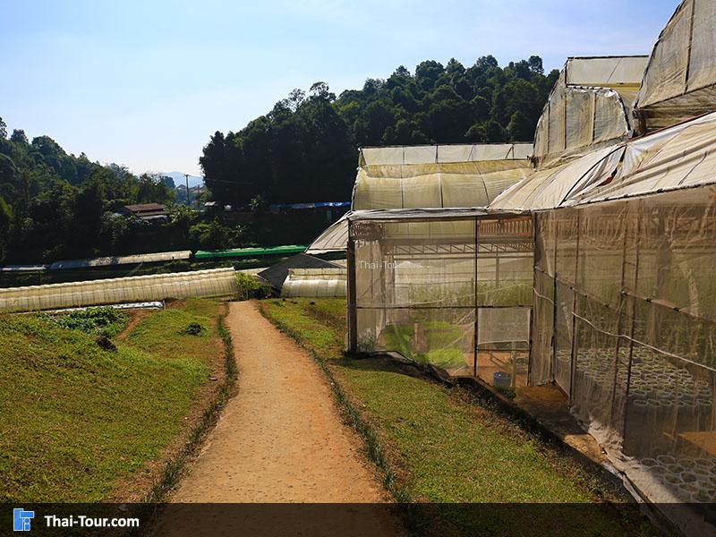 ถนนทางเดินในโครงการ หลวงหนองหอย