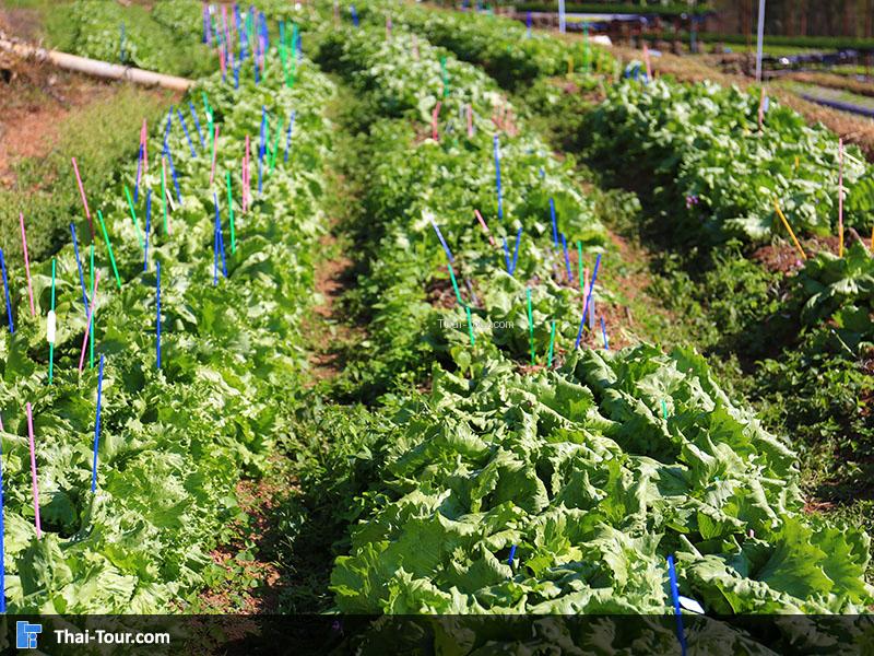 รุูปแปลงผักที่ปลูกไล่เป็นแถวๆอย่างสวยงาม