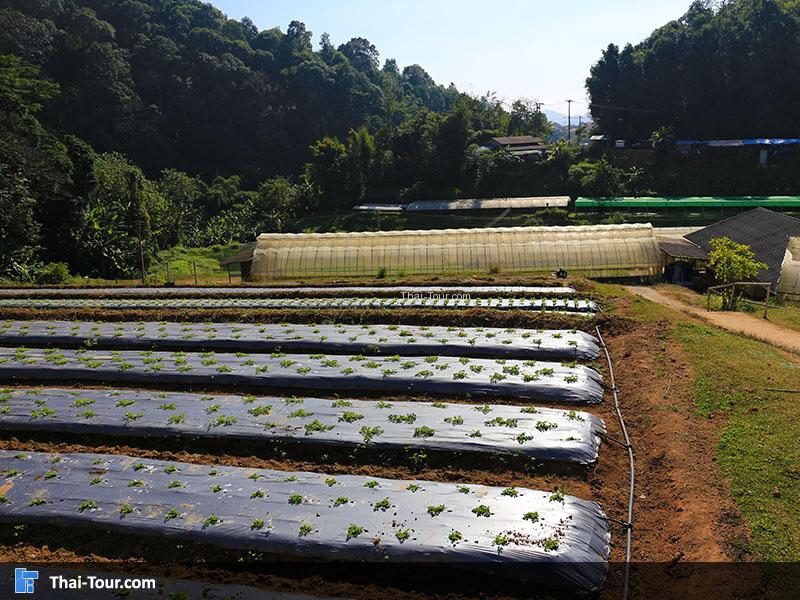 แปลงผักที่ปลูกไล่เป็นแถวๆอย่างสวยงาม