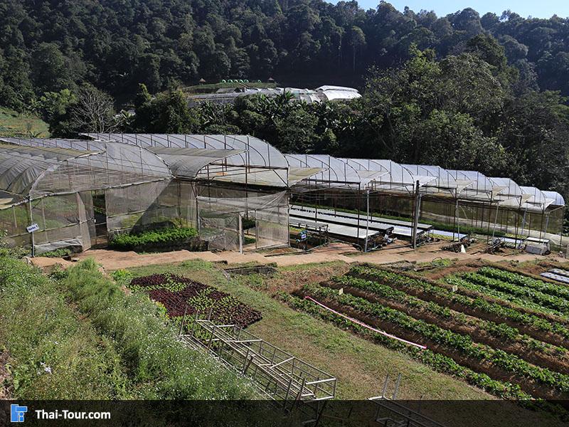 โครงการหลวงหนองหอย