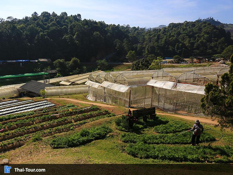 โครงการหลวงหนองหอย