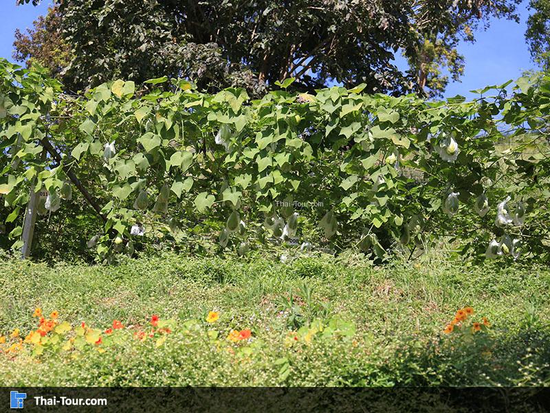 แปลงผักที่ปลูกไล่เป็นแถวๆอย่างสวยงาม