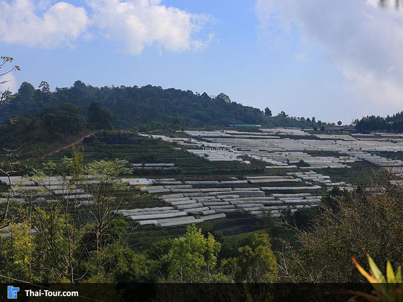 แปลงผักอินทรีย์ ดอยอ่างขาง