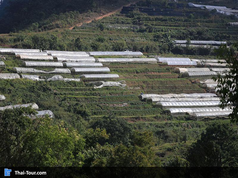 แปลงผักอินทรีย์ ดอยอ่างขาง