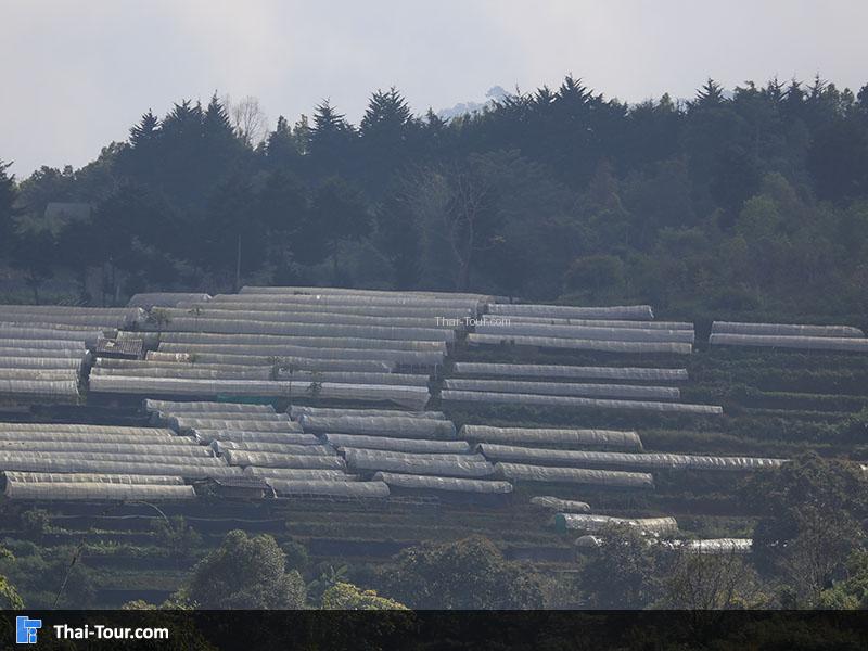 แปลงผักอินทรีย์ ดอยอ่างขาง