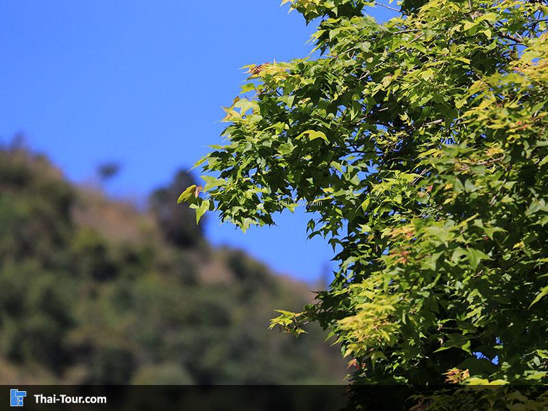 ต้นเมเปิ้ลบนดอยอ่างขาง