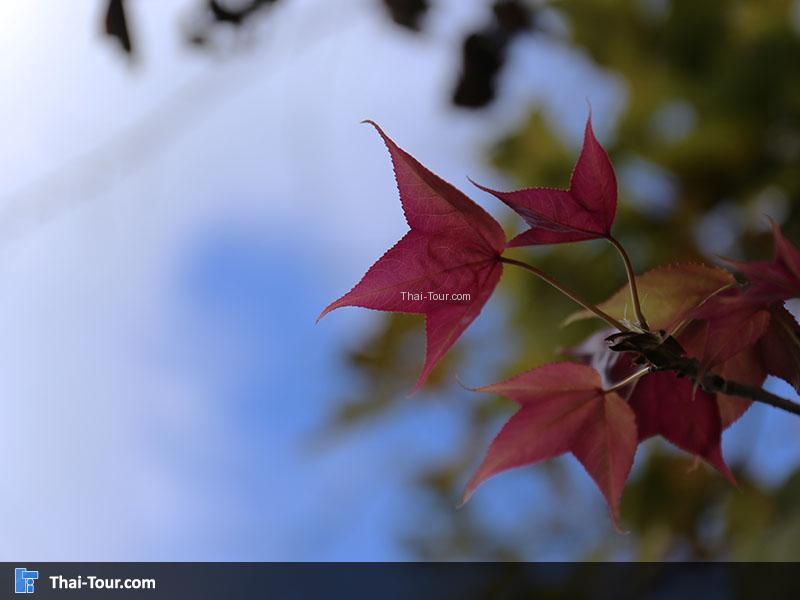 ต้นเมเปิ้ล