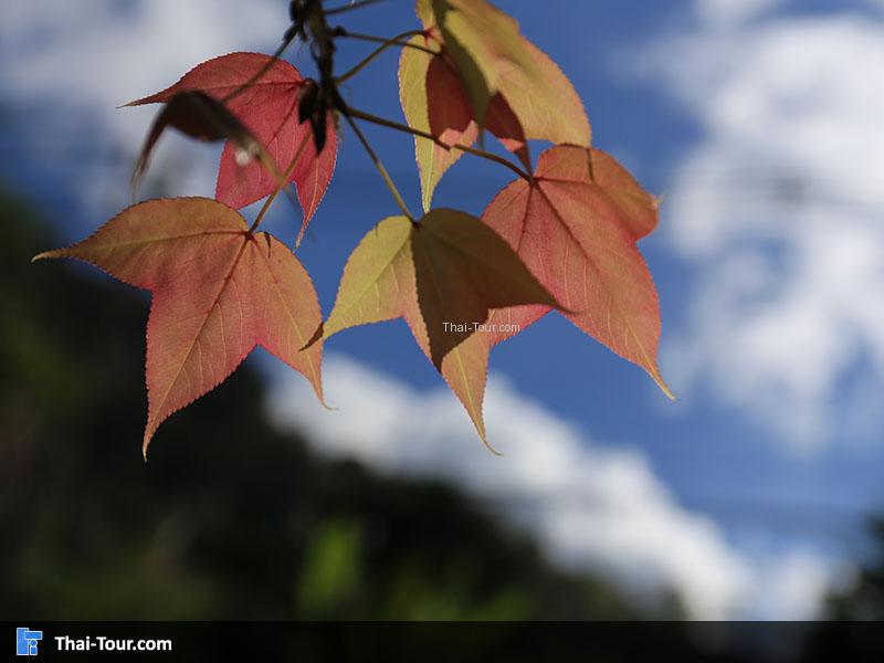 ต้นเมเปิ้ล บนดอยอ่างขาง