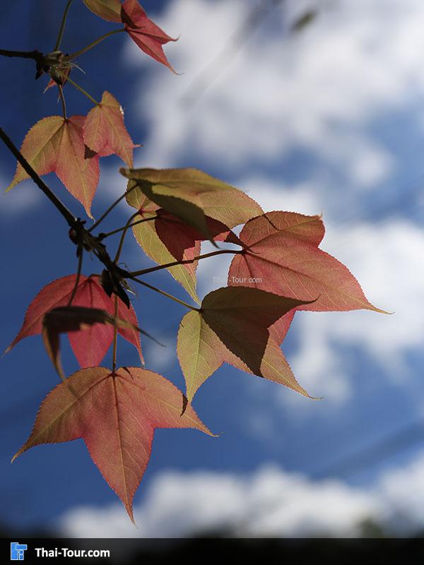 ต้นเมเปิ้ล บนดอยอ่างขาง