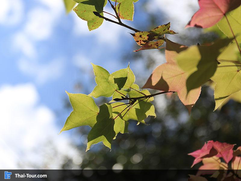 ต้นเมเปิ้ล บนดอยอ่างขาง
