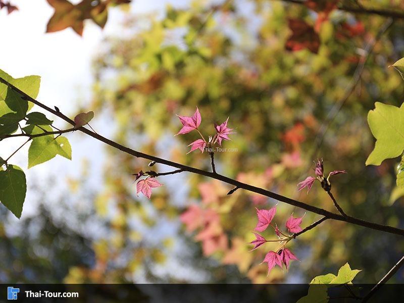 ต้นเมเปิ้ล บนดอยอ่างขาง