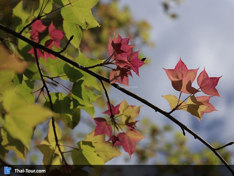 ต้นเมเปิ้ล บนดอยอ่างขาง