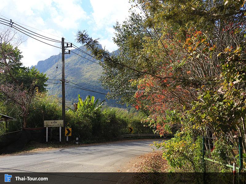 ต้นเมเปิ้ล บนดอยอ่างขาง