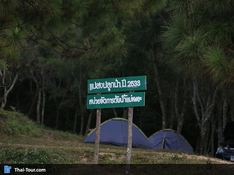 แปลงปลูกป่า ปี 2533