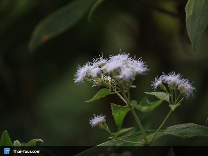 เป็นธรรมชาติ ร่มรื่น