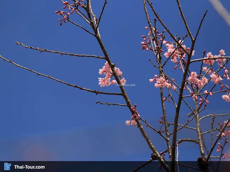 ดอกพญาเสือโคร่ง