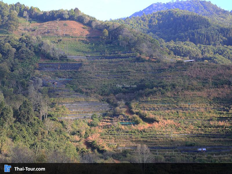 ไร่ชา 2000 แบบขั้นบรรได