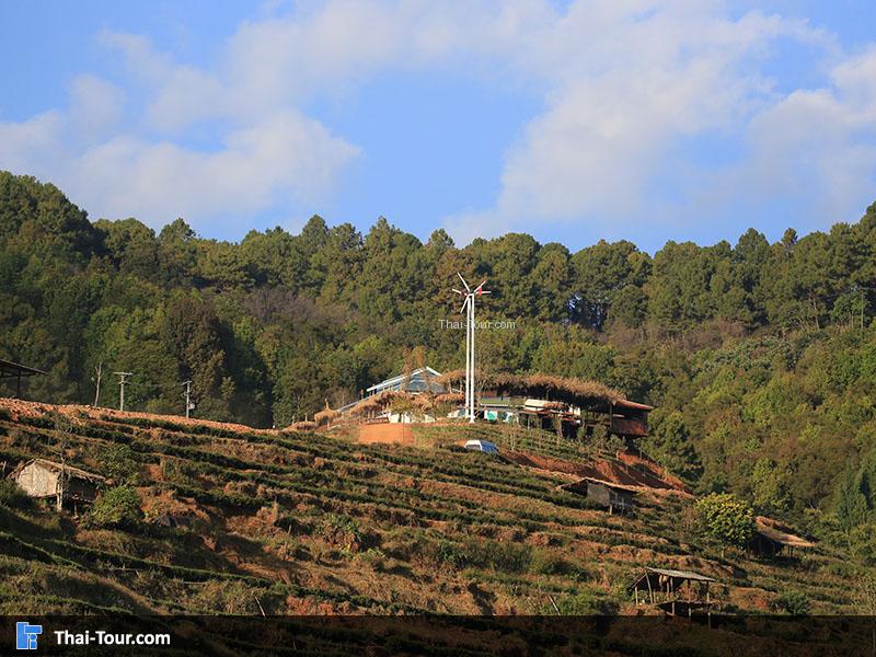 ไร่สตรอเบอร์รี่ และไร่ชา ที่มีการปลูกเป็นแบบขั้นบันไดตามเนินเขาเรียงกันเป็นระเบียบ