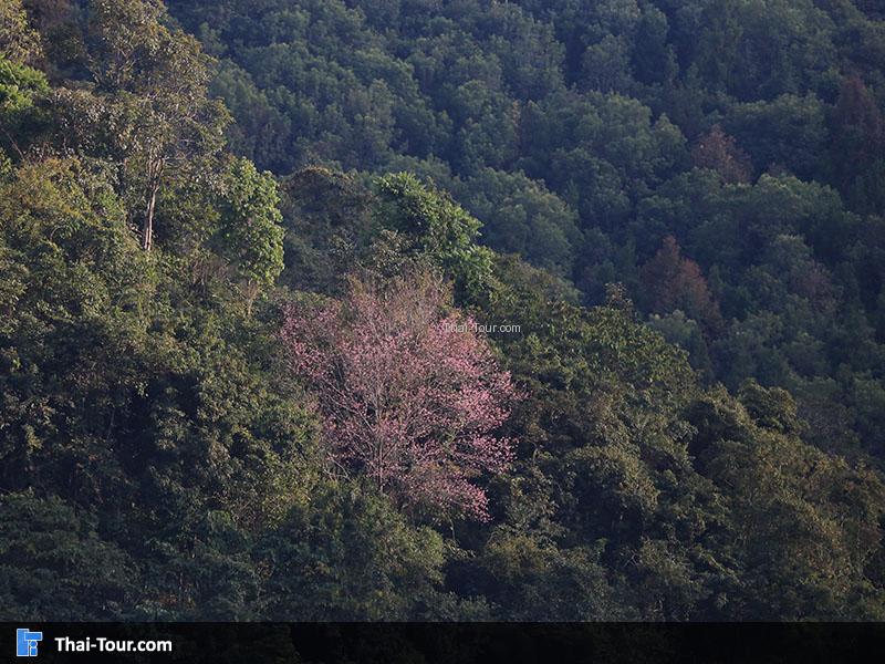 บรรยากาศธรรมชาติ
