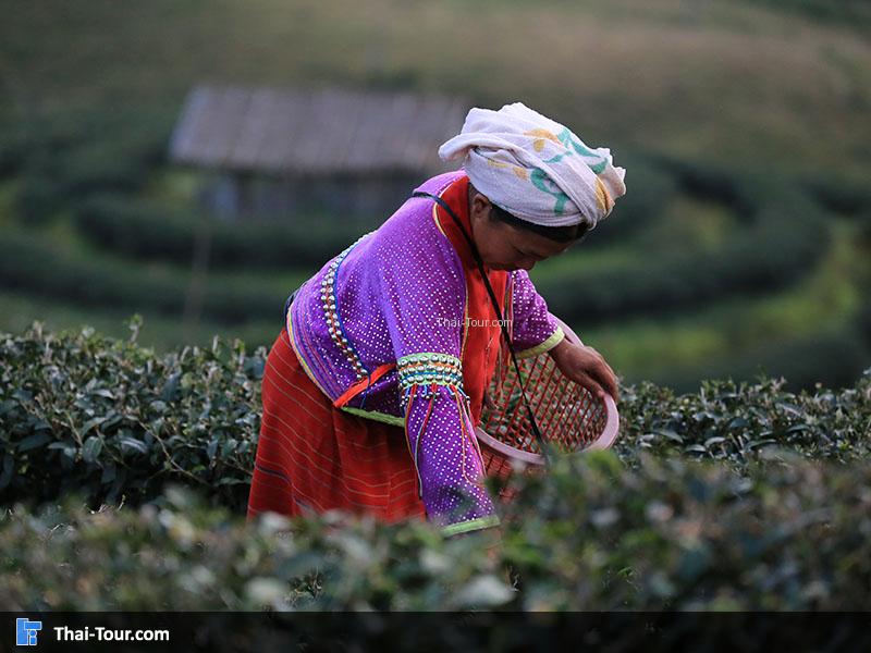 ชาวบ้านกำลังเก็บชา