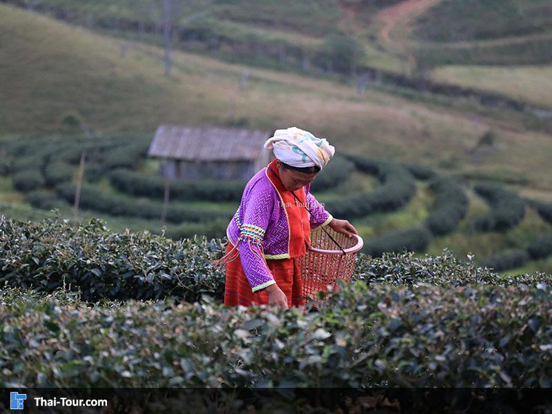 ชาวบ้านกำลังเก็บชา