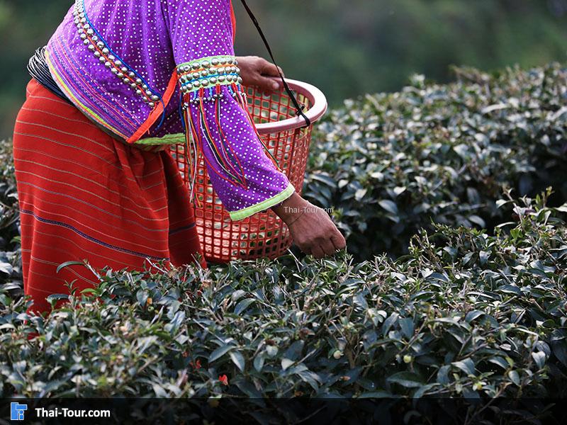ชาวบ้านกำลังเก็บชา