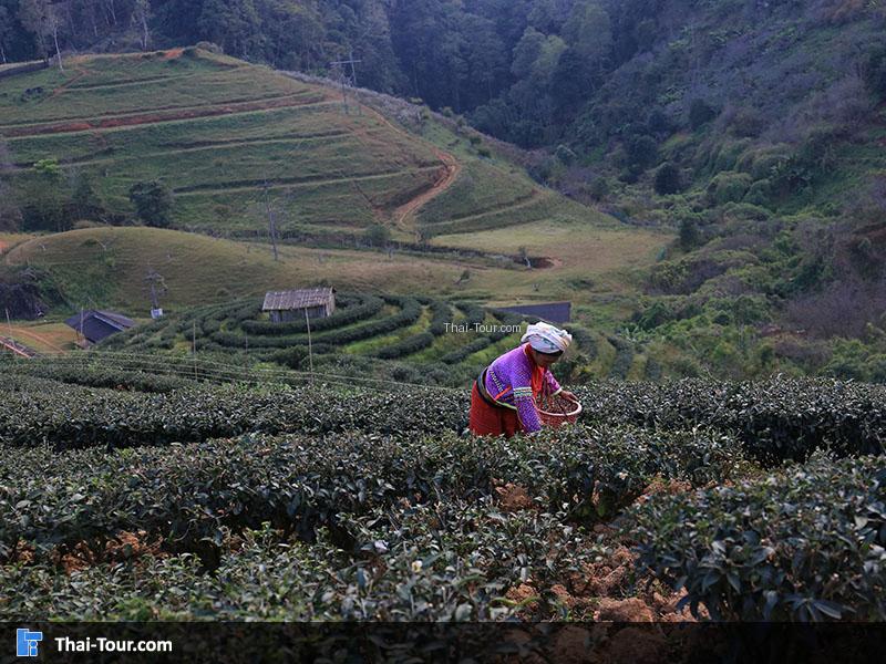 ชาวบ้านที่ไร่ชา 2000 บนดอยอ่างขาง