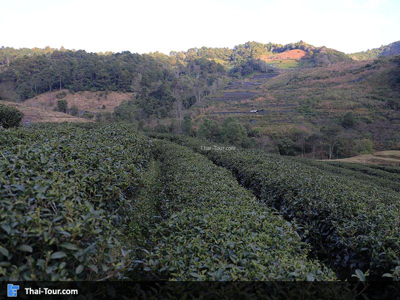 ปลูกเป็นรูปได้สวยงามมาก