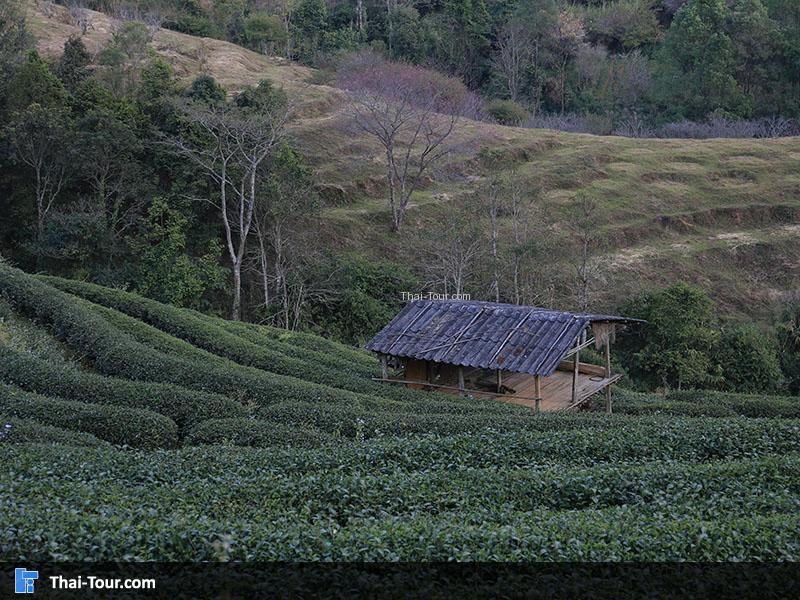 ปลูกเป็นรูปได้สวยงามมาก