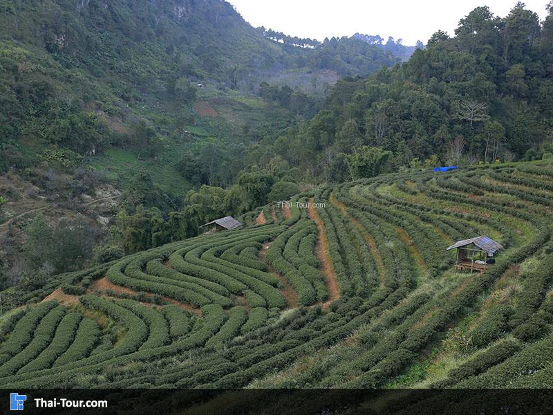 ปลูกเป็นรูปได้สวยงามมาก