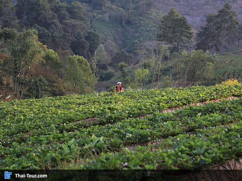ไร่สตรอเบอร์รี่ ดอยอ่างขาง
