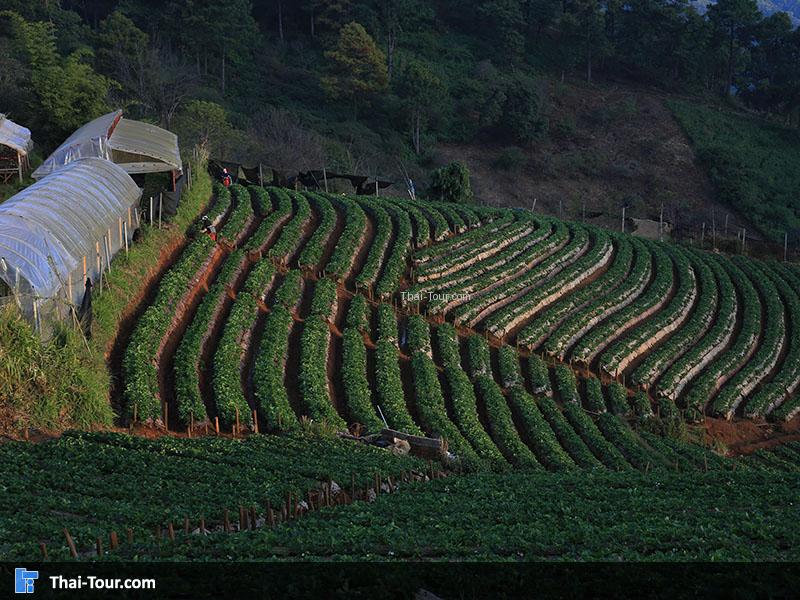 จ่ายจากมุมสูง ปลูกแบบขั้นบรรได สวยงามจริงๆ