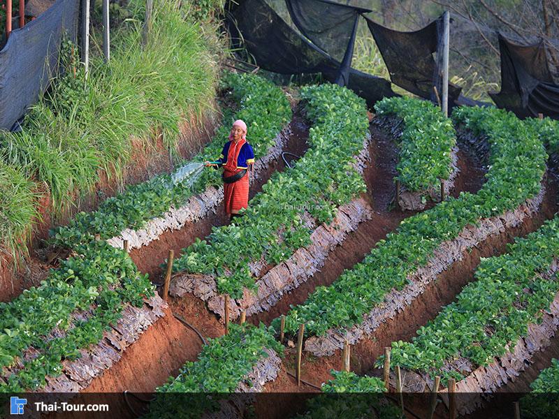 ชาวบ้านกำลังเก็บสตรอเบอร์รี่