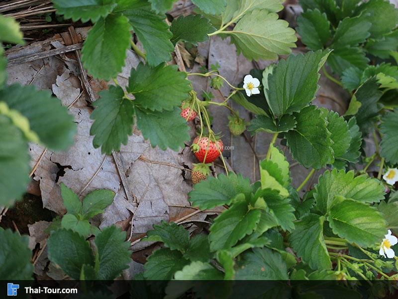 ลูกจากต้นสตรอเบอร์รี่